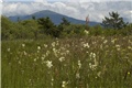 Filipendula hexapetala 3